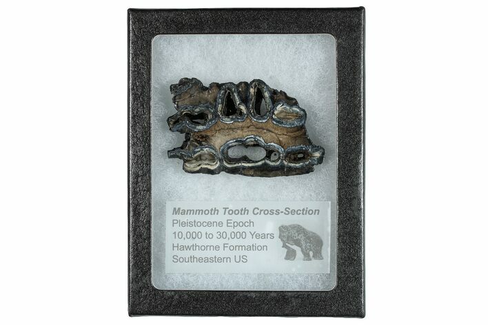 Mammoth Molar Slice With Case - South Carolina #291166